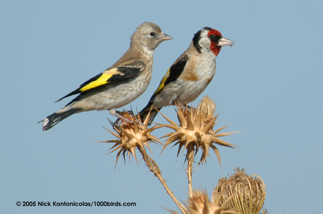 Karakteristike i klasifikacije česljugara European-Goldfinch25100