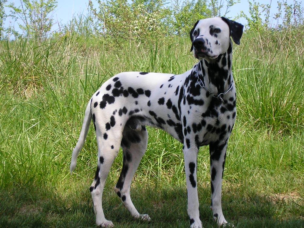 Help! Fotos-perros-dalmata