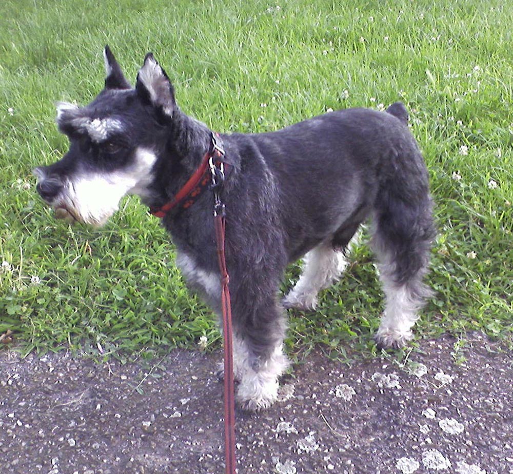 Errores de TLK Imagenes-schnauzer-miniatura