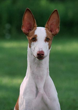 podenco ibicenco Raza-podenco-ibicenco