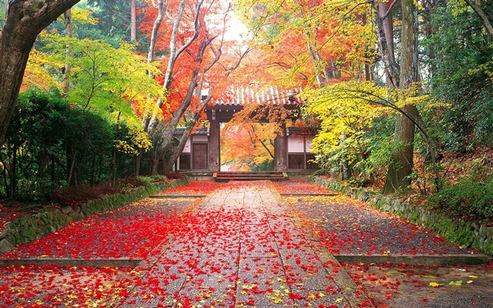 Défi 30 jours de jeux vidéos - Page 7 Autumn_in_japan-Golden_autumn_landscape_wallpaper_medium