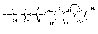 Biochimie structurale Atp