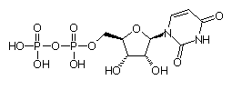 Biochimie structurale Udp