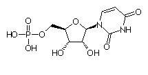 Biochimie structurale Ump