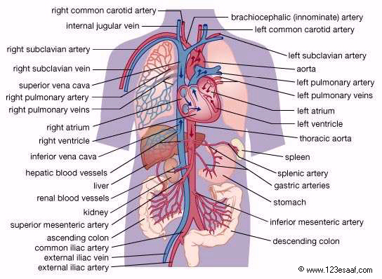 ... اطلس جسم الانسان ... الدم و الدورة الدموية CVS_04