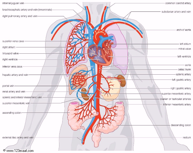 ... اطلس جسم الانسان ... الدم و الدورة الدموية CVS_05