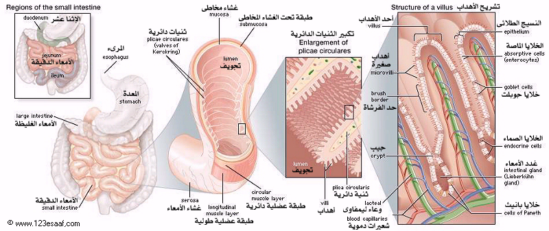 ☁Ξ دورة متميزةΞ☁~✿دورة سلوك تغذيتنا بين صحتنا و أطباقنا التراثية ||المحاضرة الخامسة✿~ GIT_05