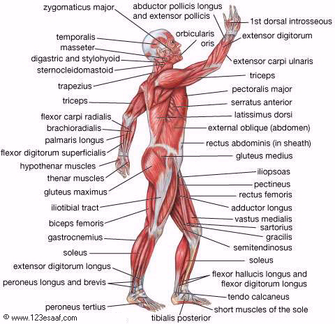 اطلس طبى عن تشريح جسم الانسان مدعم بالصور والافلام التوضيحية Muscles_01