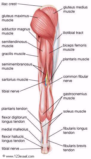 اطلس طبى عن تشريح جسم الانسان مدعم بالصور والافلام التوضيحية Muscles_02