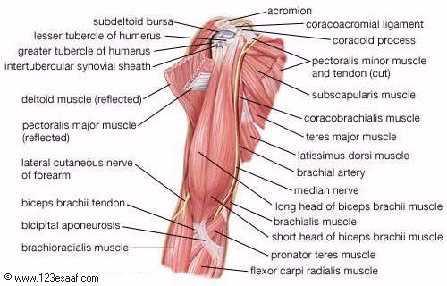 أطلس جسم الانســـان ... الجهاز العضلي و العضلات . Muscles_03