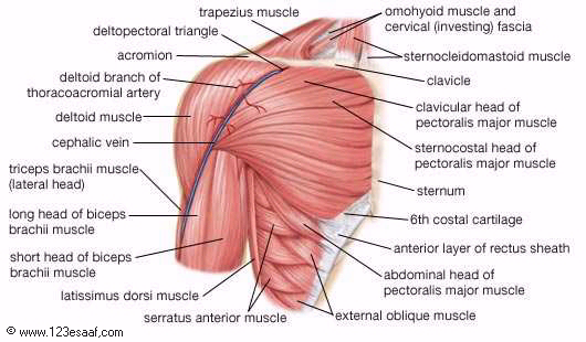 اطلس طبى عن تشريح جسم الانسان مدعم بالصور والافلام التوضيحية Muscles_04