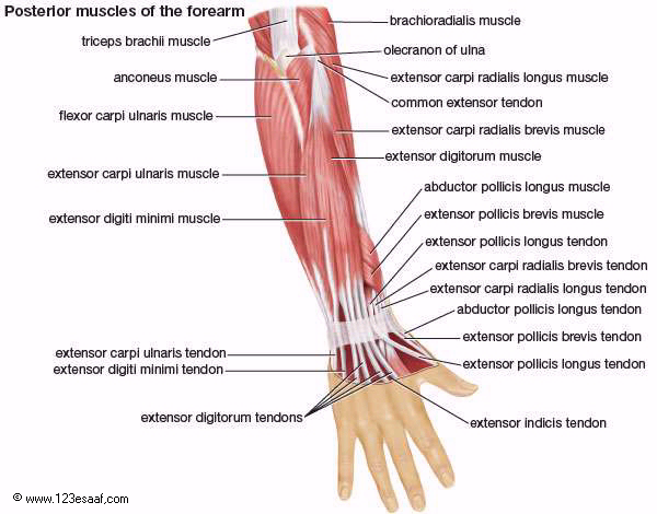 اطلس طبى عن تشريح جسم الانسان مدعم بالصور والافلام التوضيحية Muscles_06