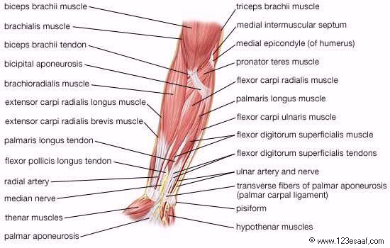 اطلس طبى عن تشريح جسم الانسان مدعم بالصور والافلام التوضيحية Muscles_07