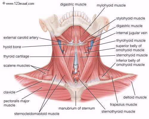 اطلس طبى عن تشريح جسم الانسان مدعم بالصور والافلام التوضيحية Muscles_08