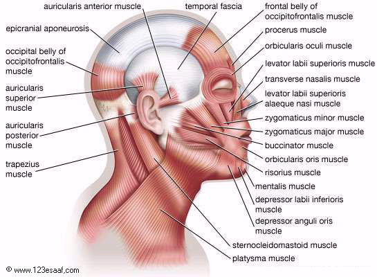 أطلس جسم الانســـان ... الجهاز العضلي و العضلات . Muscles_09