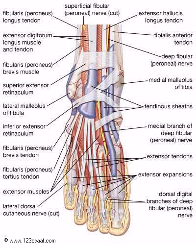 اطلس طبى عن تشريح جسم الانسان مدعم بالصور والافلام التوضيحية Muscles_10