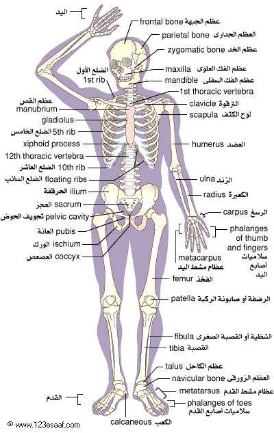 صور اسماء اجزاء جسم الانسان - شرح أجزاء الجسم البشري   Skeleton_01