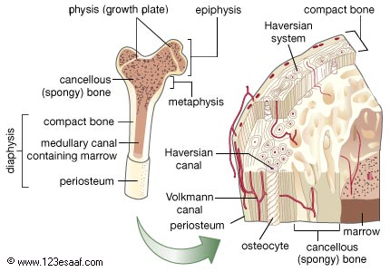 اطلس جسم الانسان ... العظام والهيكل العظمي . Skeleton_16