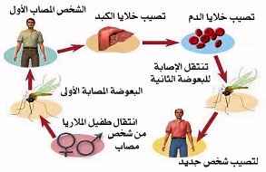 لدغات العقارب والثعابين والحشرات(الأسعافات الأولية) 41 04