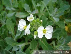 la fleur de Martin du 1er Juillet trouvée par Ajonc Arabis-caucasica