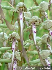 Fleur Martine du 27 avril trouvée par Blucat Orchidee-sauvage-france-6