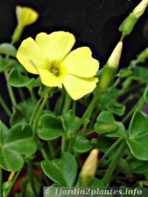 Oxalis... ???  Oxalis-horticole-jaune