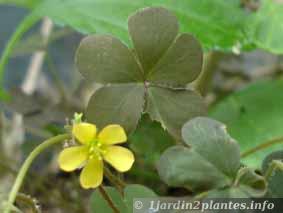 Oxalis... ???  Oxalis-jaune