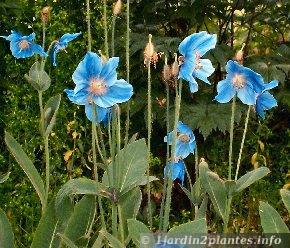 SA FLORE " le Pavot Bleu du Tibet" Pavot-bleu