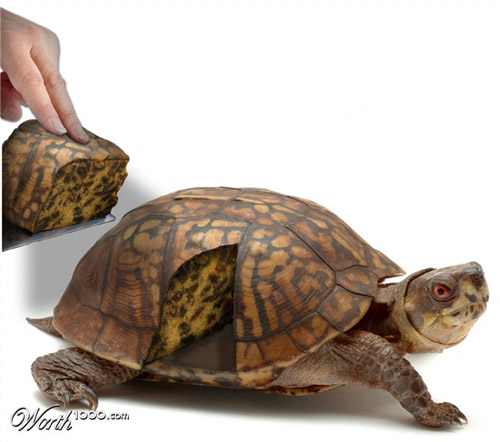 Muhtesem Photoshp Calismalari Tortoise-cake-photomanipulation