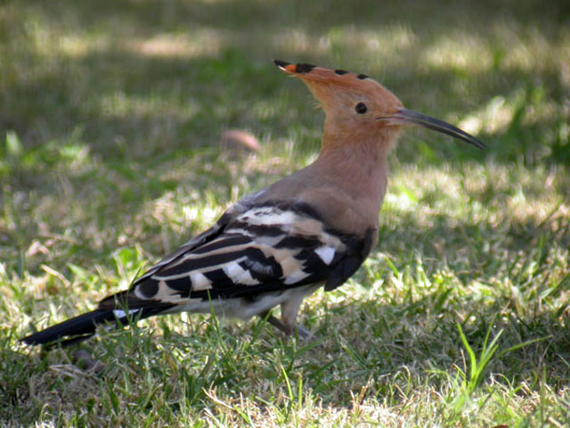 طائر الهدهد Hoopoe-%286%29