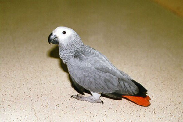 ترويض الببغاء African-Grey-Parrot-%2818%29