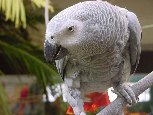 طريقة تعليم الكلام للببغاء الرمادي  African-Grey-Parrot-%283%29