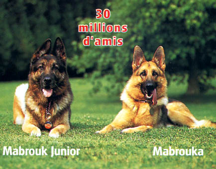 Fondations 30 millions d'amis Junior_marouka_01