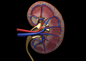 சிறுநீரகக் கோளாறின் எதிரி! Kidney_cross_section_web