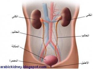 ما أسباب سلس البول- التبول المُتكرر لدى البالغين %D8%A7%D9%84%D8%AC%D9%87%D8%A7%D8%B2-%D8%A7%D9%84%D8%A8%D9%88%D9%84%D9%8A-300x223