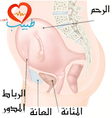  الألم البطني أثناء الحمل: الأسباب والعلاج  %D8%B7%D8%A8%D9%8A%D8%A8-%D8%B9-%D9%86%D8%B3%D8%A7%D8%A6%D9%8A%D8%A9-%D8%B1%D8%A8%D8%A7%D8%B7-%D9%85%D8%AF%D9%88%D8%B1