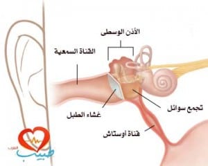 التهاب الأذن الوسطى المصلي – وجود السائل في الأذن الوسطى: أسبابه وأعراضه وعلاجه %D8%B7%D8%A8%D9%8A%D8%A8-%D8%B9-%D8%A7%D8%B0%D9%86-%D8%A7%D9%84%D8%AA%D9%87%D8%A7%D8%A8-%D9%85%D8%B5%D9%84%D9%8A-300x240
