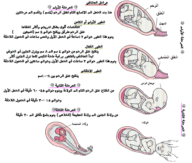 الولادة  01276418805