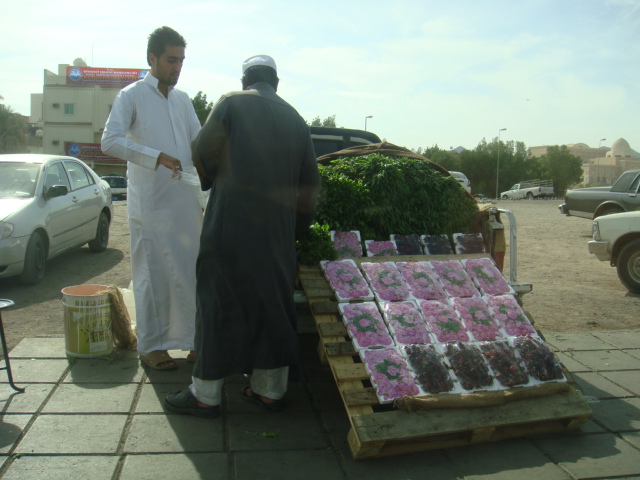 زيارة إلى المدينه المنورة  61291692826