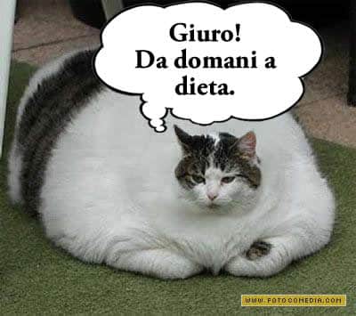 IL Gatto...... Gatto