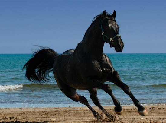 مجموعة مميزه من صور الخيول 1246987293_horse-by-cangaroo-stunning-pictures-horse-beauty