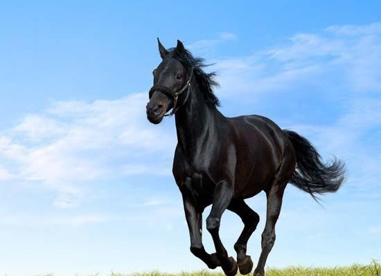 مجموعة مميزه من صور الخيول 1246987307_rrsrrs-horse-beauty-and-power-horse_large