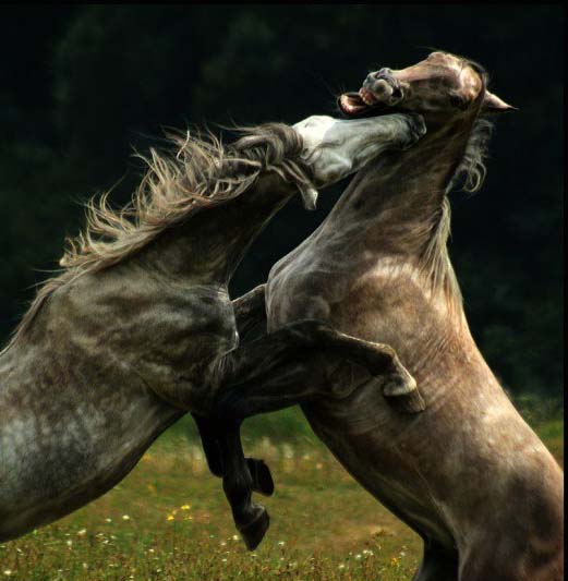 مجموعة مميزه من صور الخيول 1246987316_horse-fight-horse-beauty-and-power-horse-fight