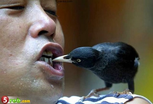 غرائب وعجائب الصور... BirdFloss