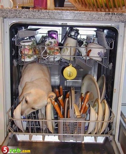 تابع الصور الغريبه DogDishwasher