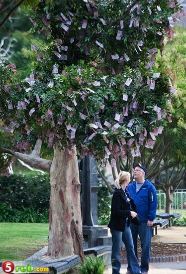 شجرة النقود في استراليا 5
