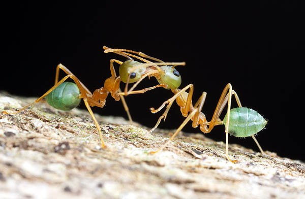 حياة النمل ,, سبحان الله Ant_society_01