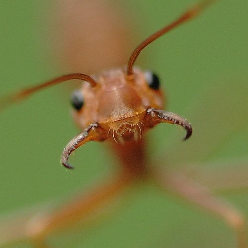 تعرف على عالم النمل بالصور Ant_society_08