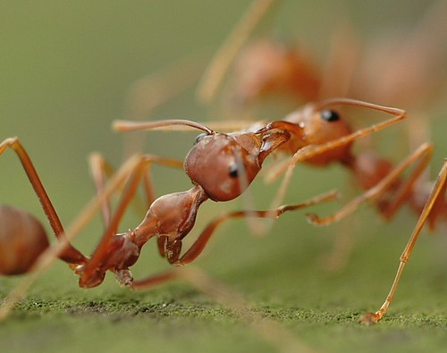 تعرف على عالم النمل بالصور Ant_society_09