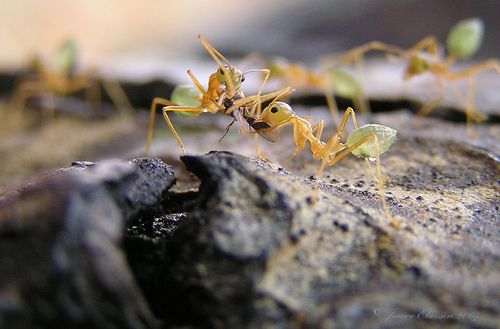 تعرف على عالم النمل بالصور Ant_society_10